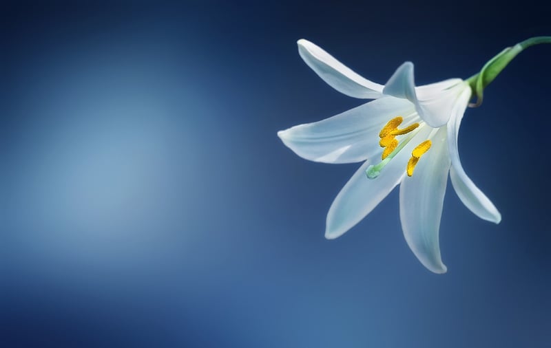 Starlight Lily