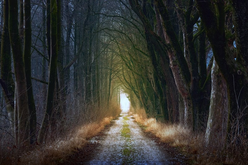 Enchanted Pathway
